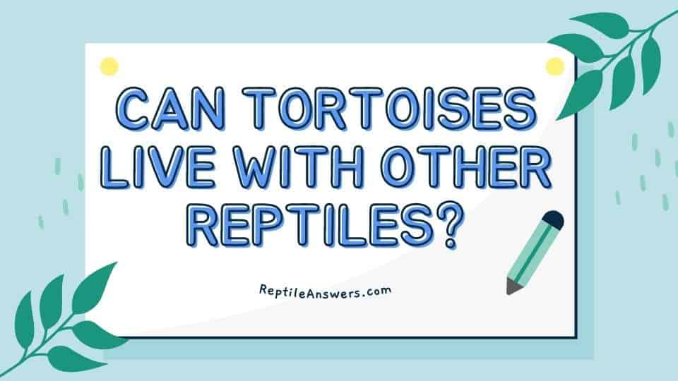 Can Tortoises Live with Other Reptiles