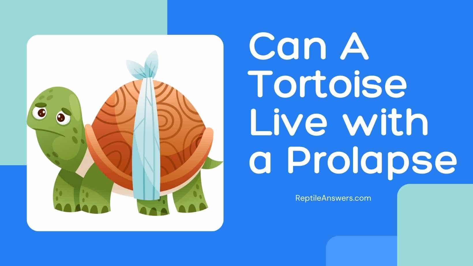 can a tortoise live with a prolapse
