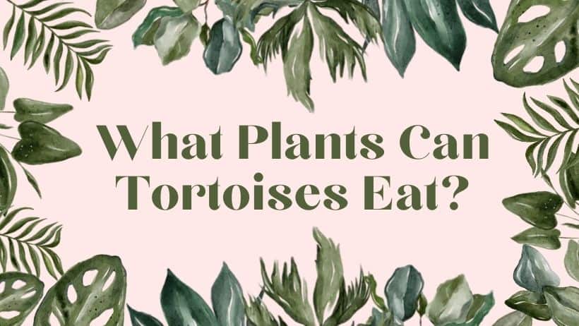 What Plants Can Tortoises Eat