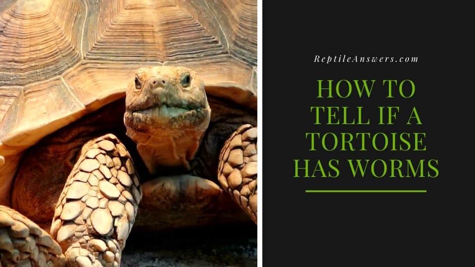 how to tell if a tortoise has worms