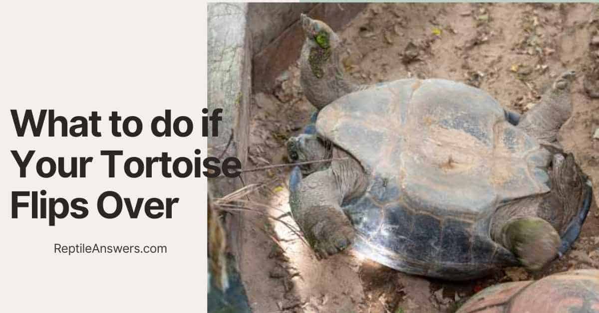 what to do if tortoise flips over