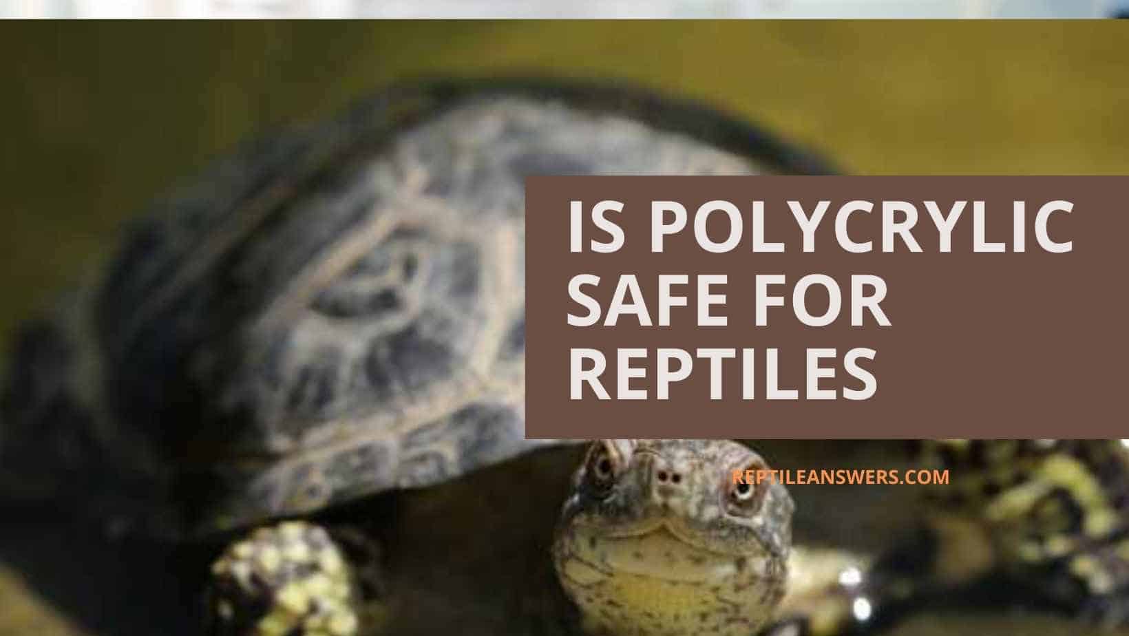 Is polycrylic safe for reptiles