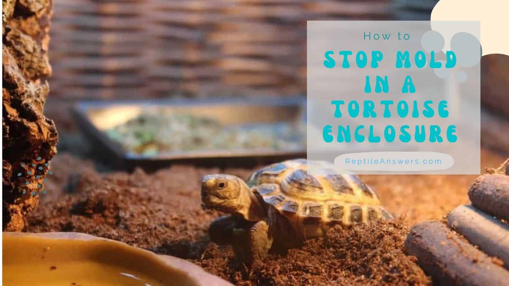 how to stop mold in a tortoise enclosure