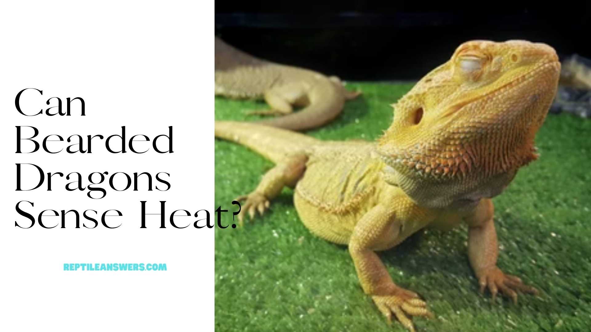 can bearded dragons sense heat?