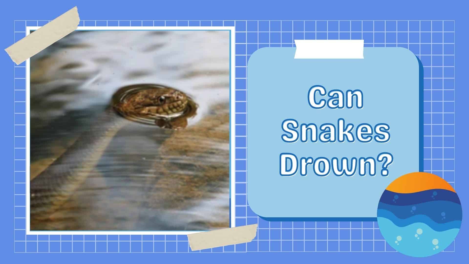 can snakes drown