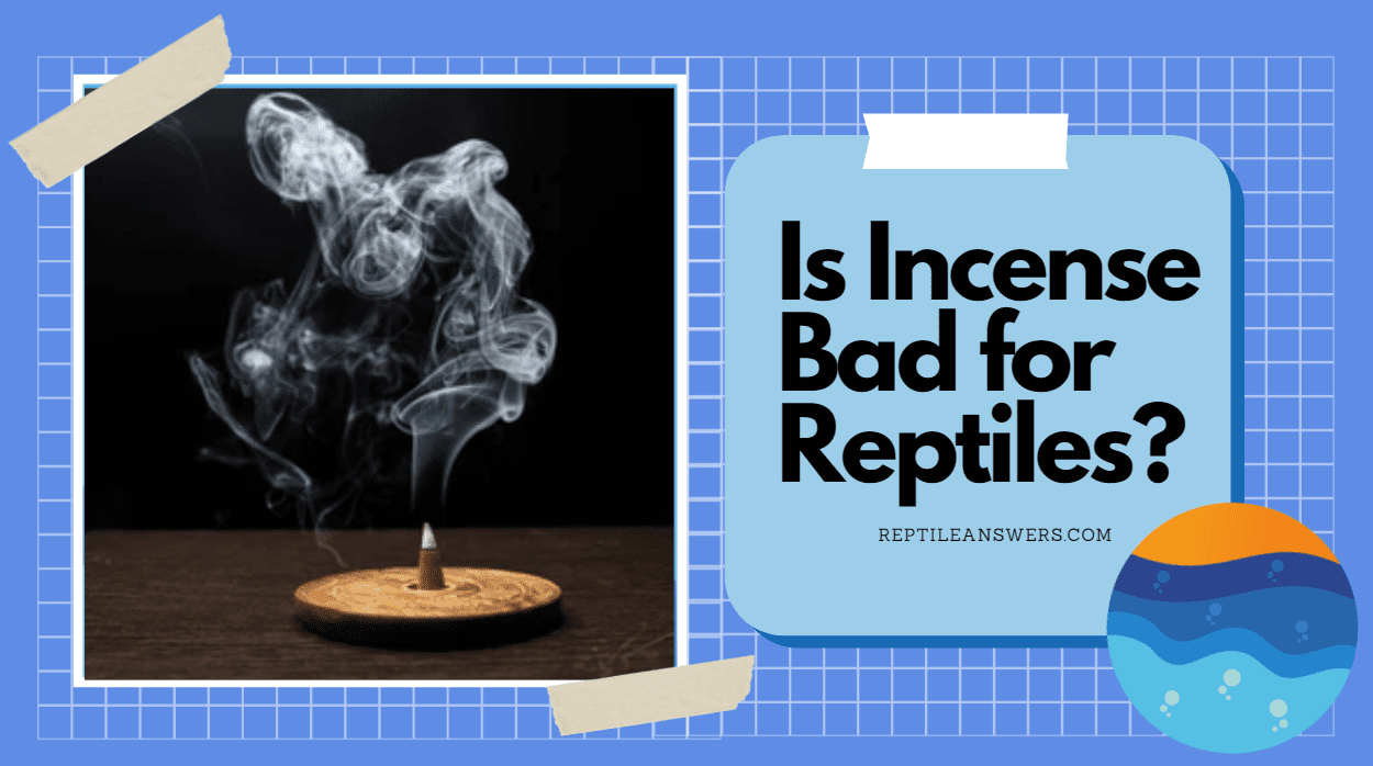 is incense bad for reptiles