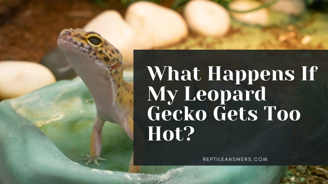 what happens if my leopard gecko gets too hot