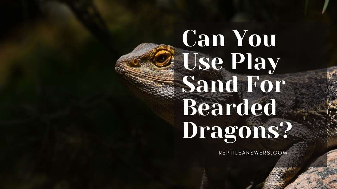 Can You Use Play Sand For Bearded Dragons