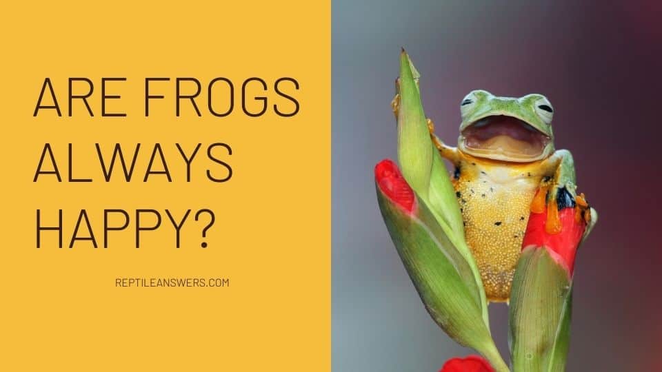 are frogs always happy