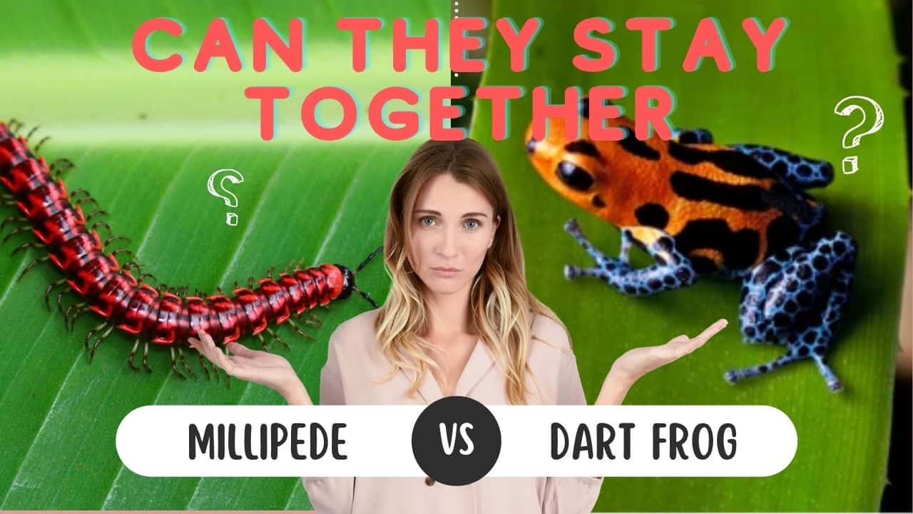 can millipedes and dart frogs stay together