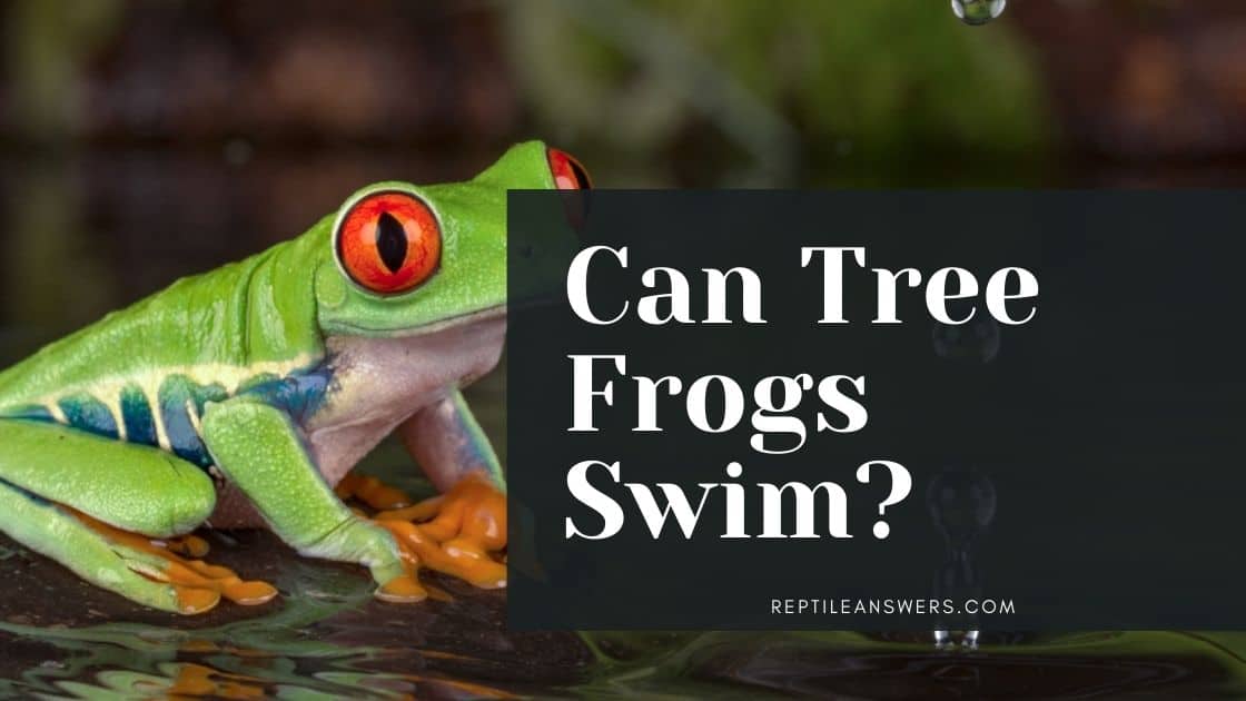 can tree frogs swim