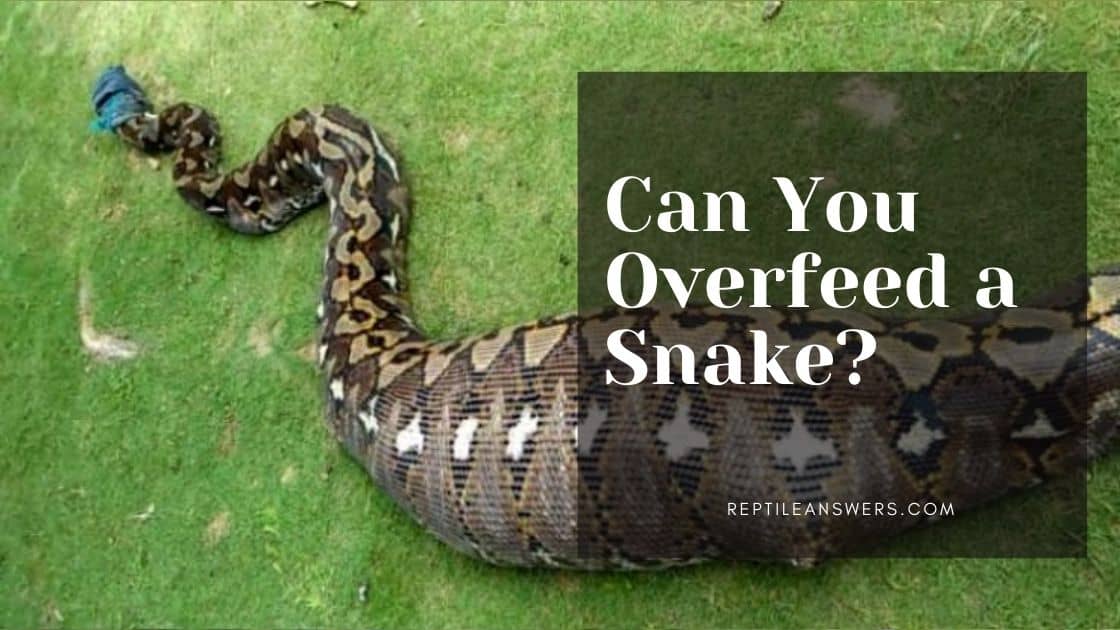 can you overfeed a snake