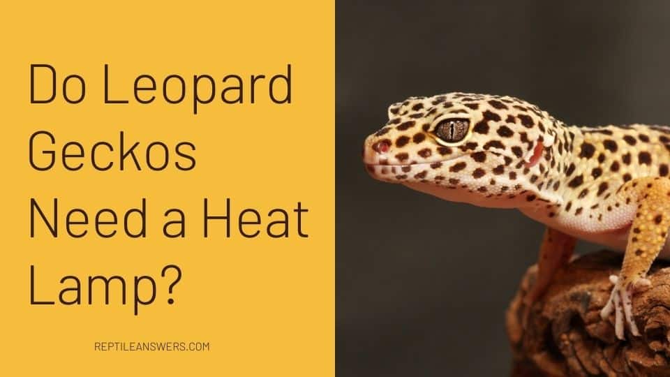 do leopard geckos need a heat lamp