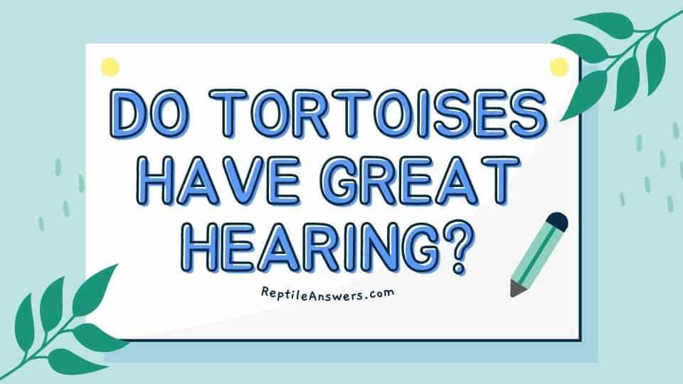 do tortoises have great hearing