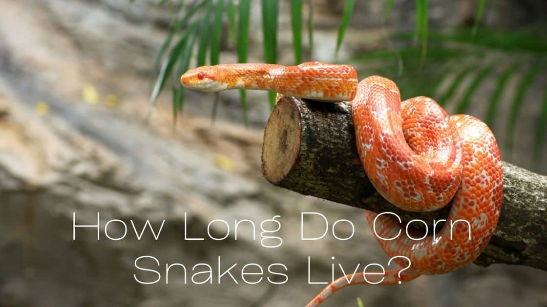 how long do corn snakes lives