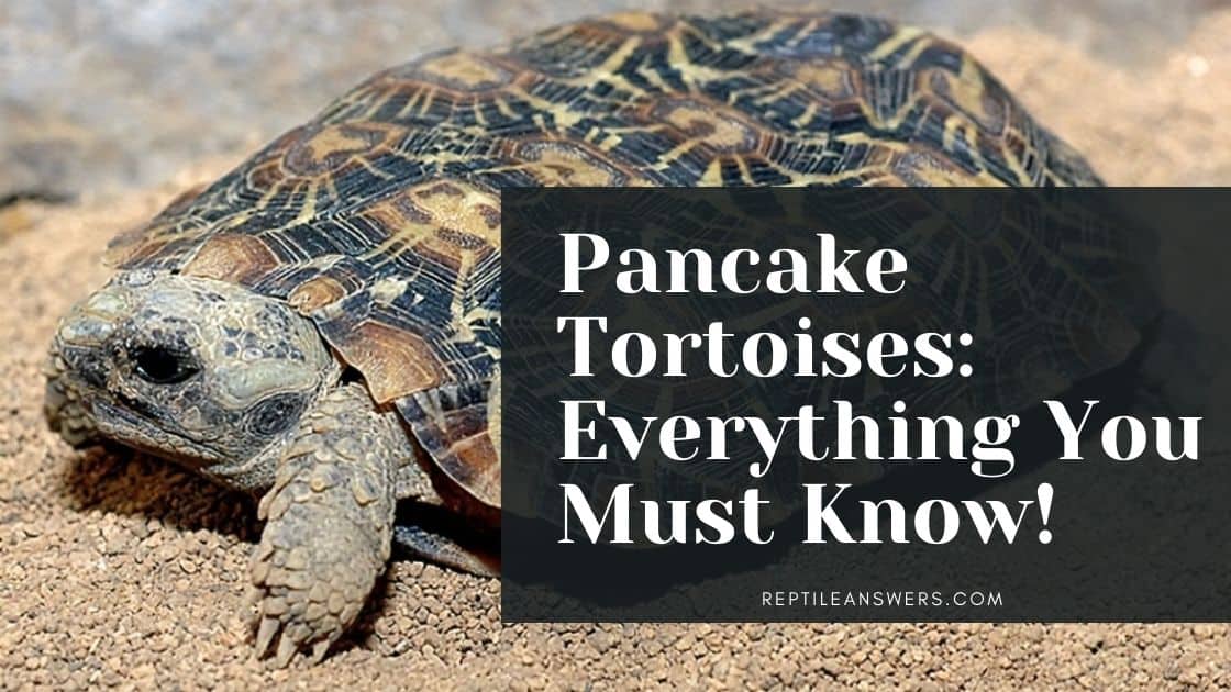 pancake tortoises and everything you must know