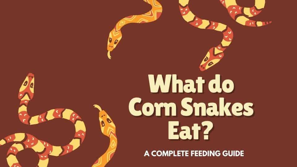 what do corn snakes eat