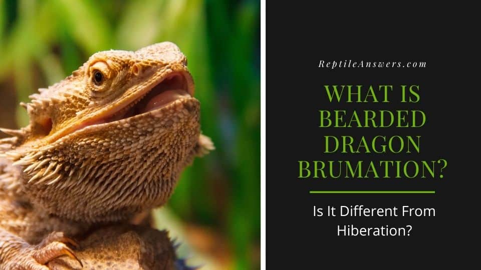 bearded dragon brumation vs hibernation