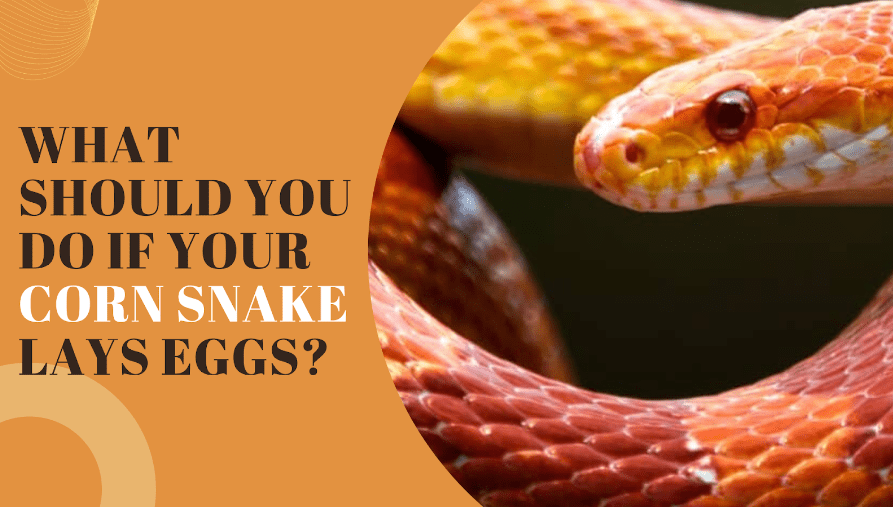 What Should You Do if Your Corn Snake Lays Eggs