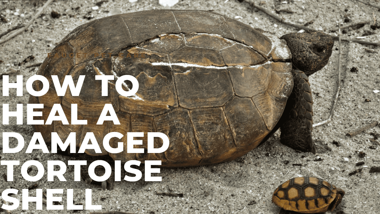 how to heal a damaged tortoise shell