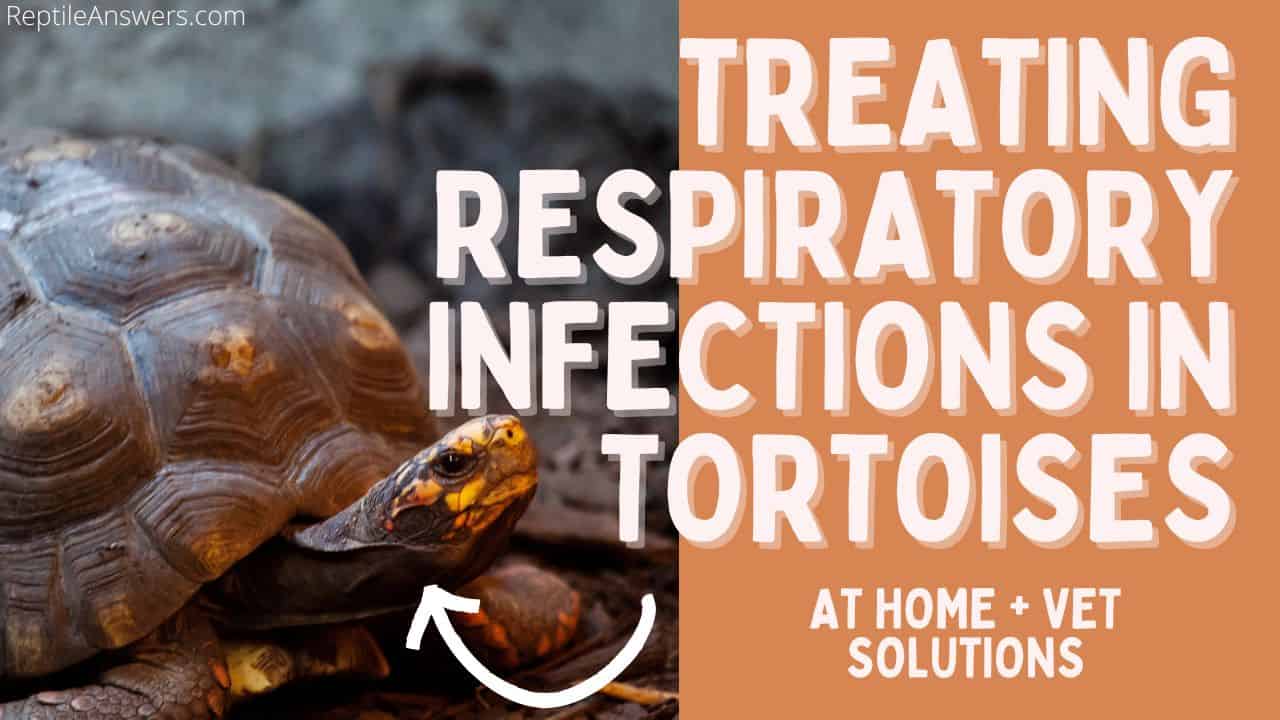 treating respiratory tortoise