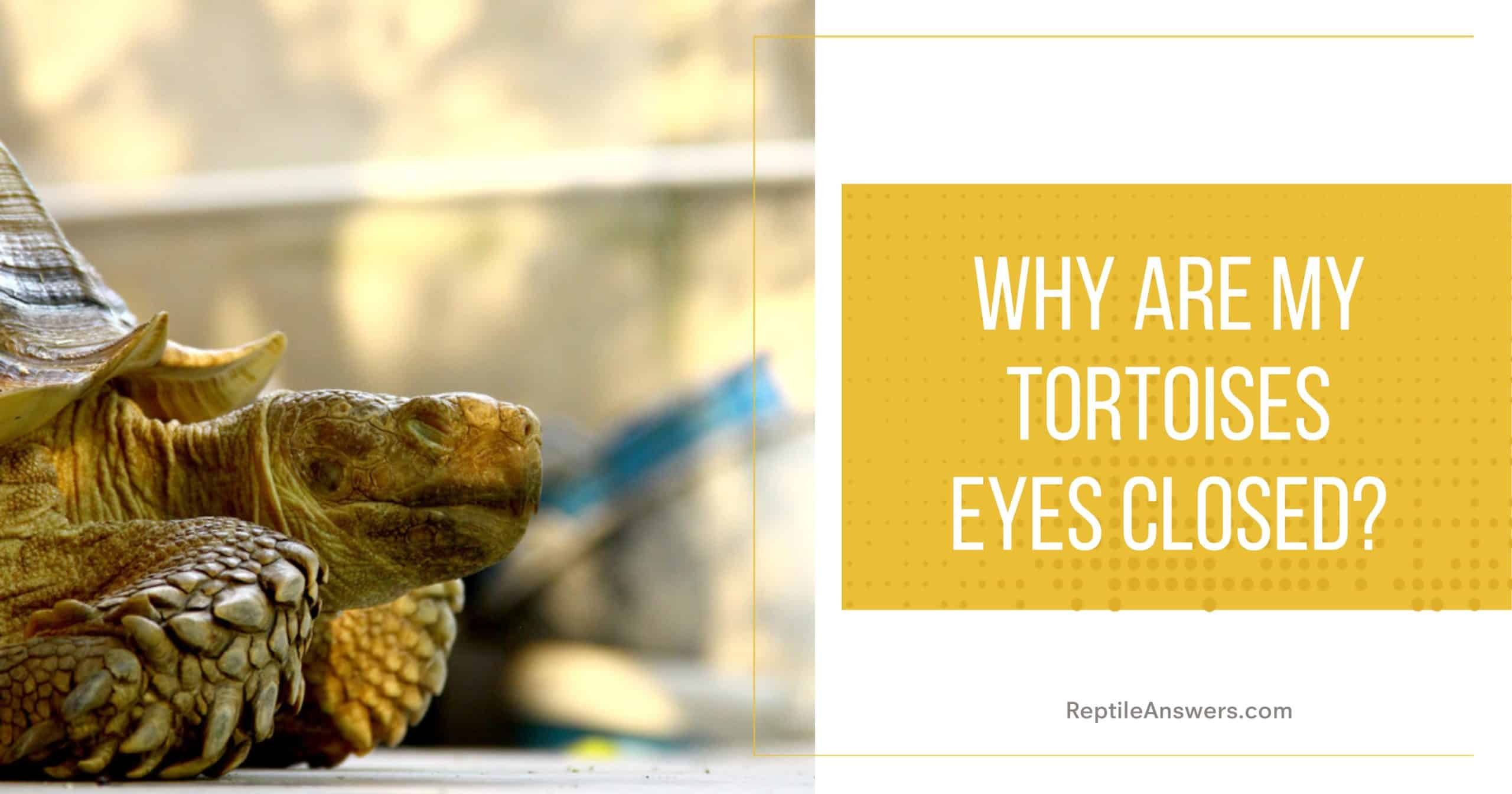 tortoise eyes closed