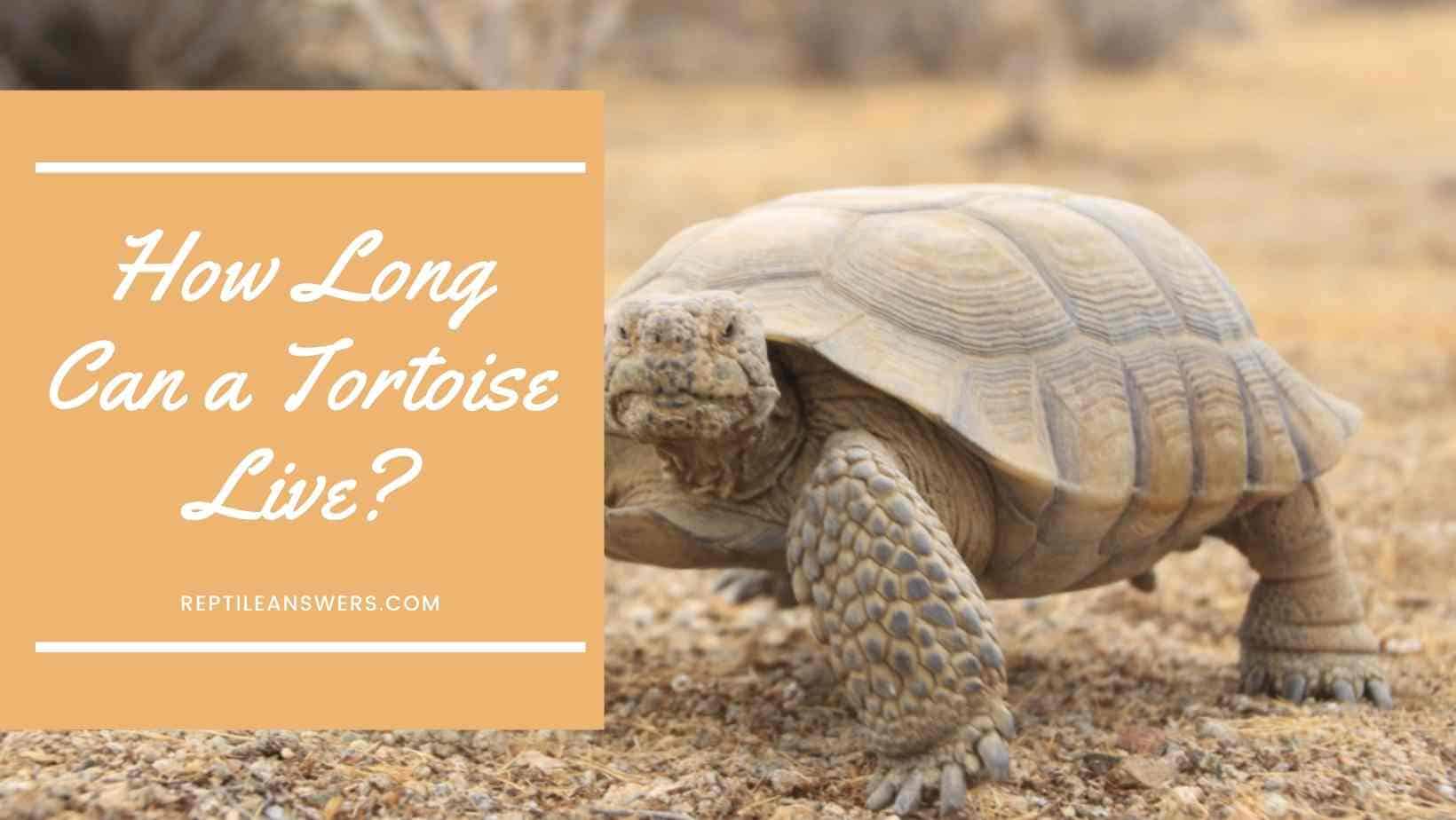 How Long does a Tortoise Live