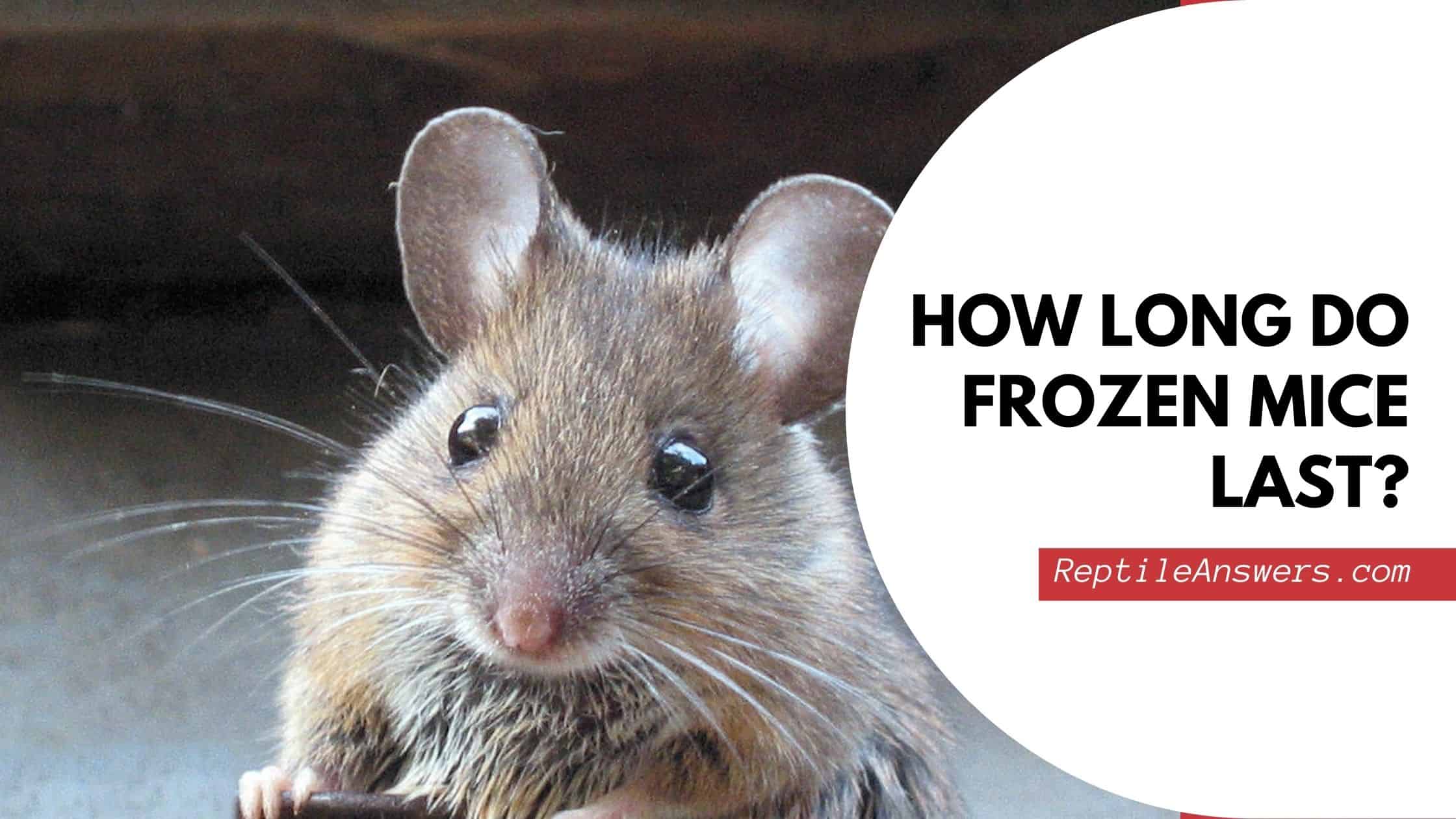 how long do frozen mice last