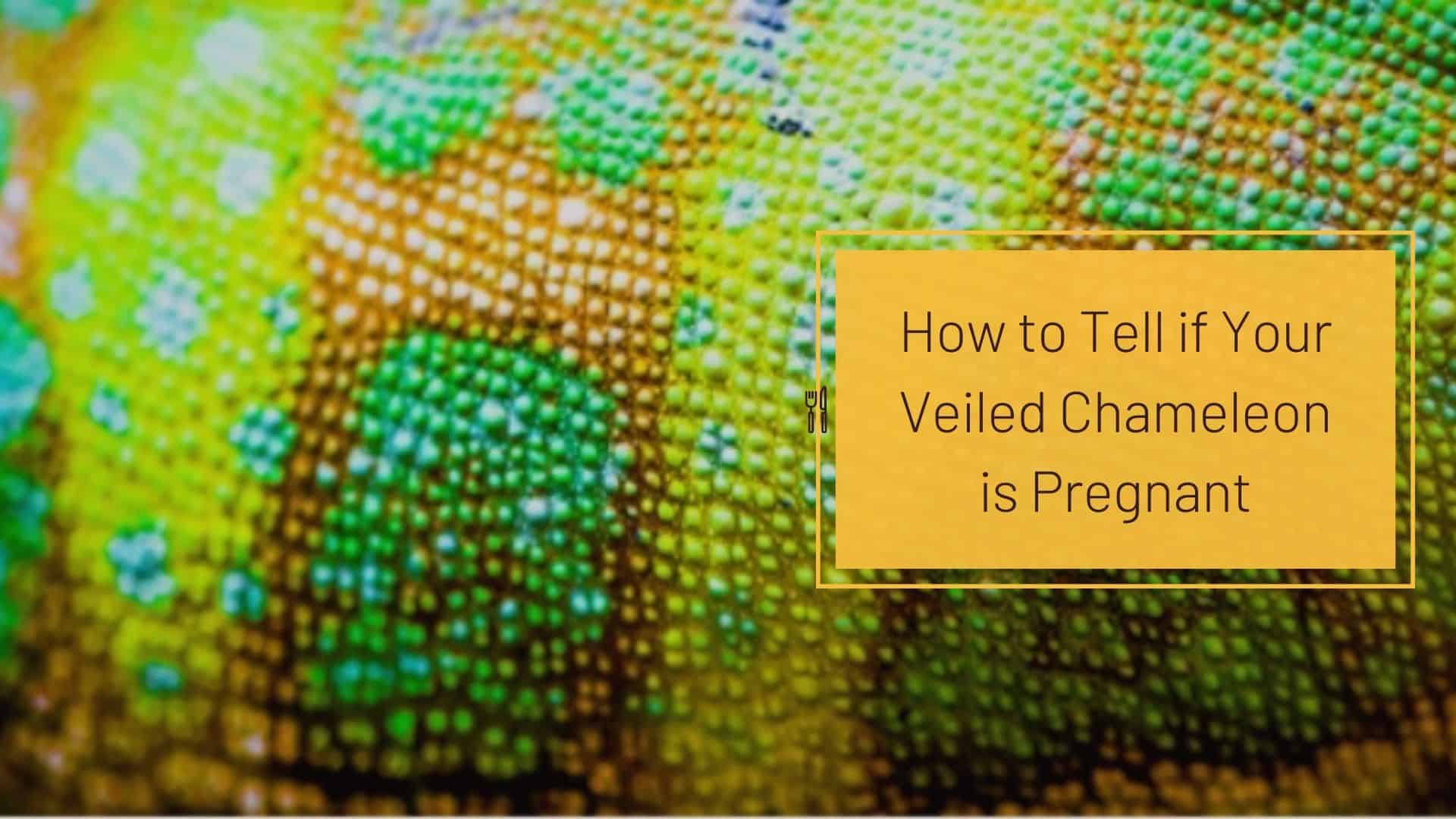 how to tell if veiled chameleon is pregnant