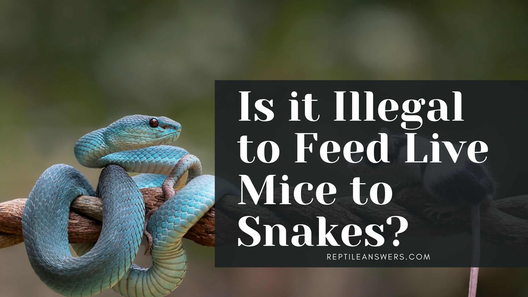 is it illegal feed live mice to snakes