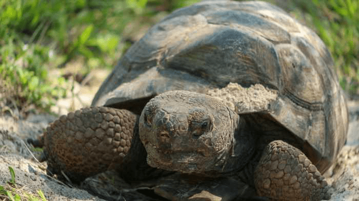tortoise just chillin