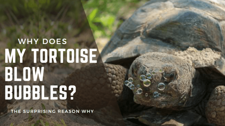 Why Does My Tortoise Blow Bubbles? The Surprising Reason Why - RA