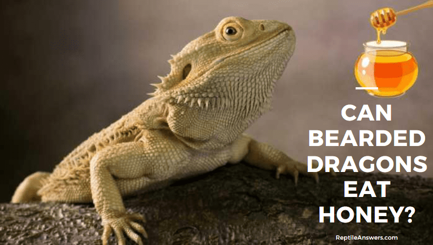 can bearded dragons eat honey