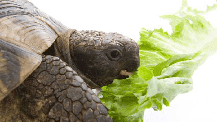 why does my tortoise only eat lettuce