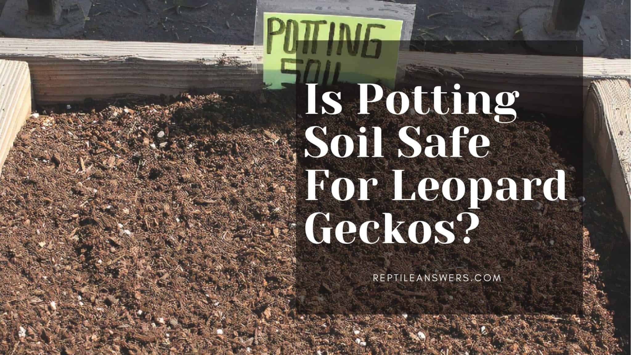 is-potting-soil-safe-for-leopard-geckos-reptile-answers