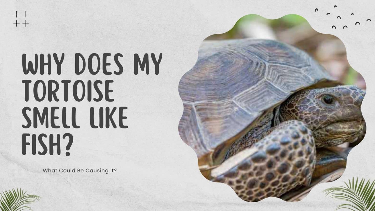 Why Does My Tortoise Smell of Fish? - Reptile Answers