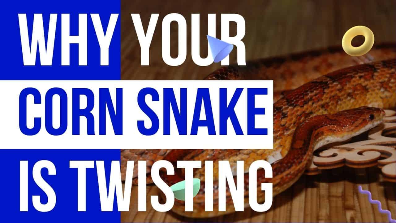 why your corn snake is twisting