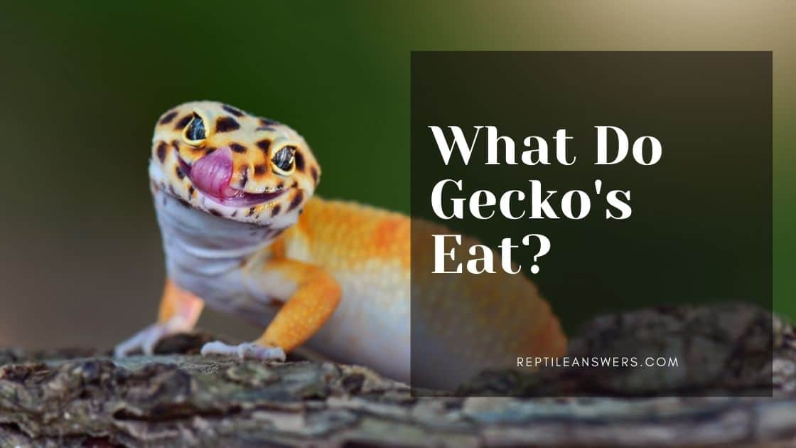 What do geckos like to eat