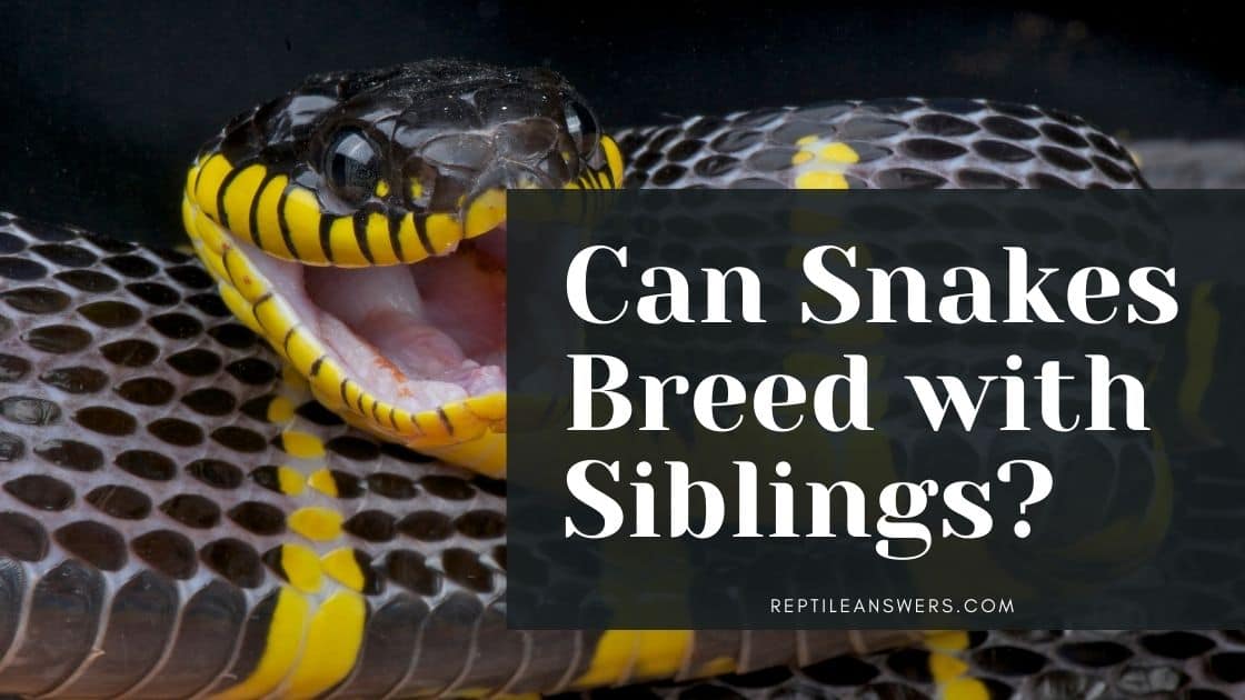 can snakes breed with siblings