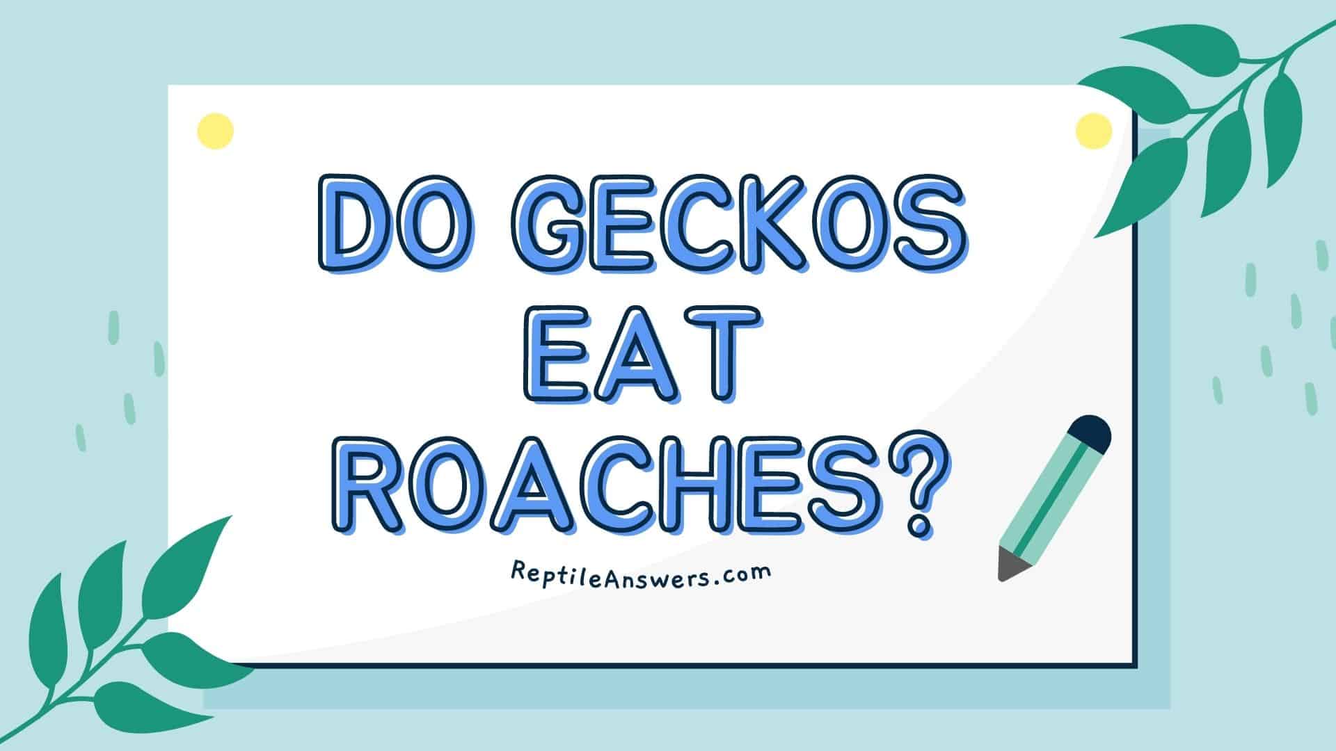 do geckos eat roaches