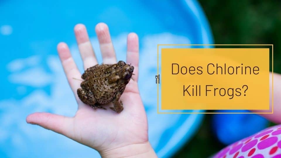 does chlorine kill frogs
