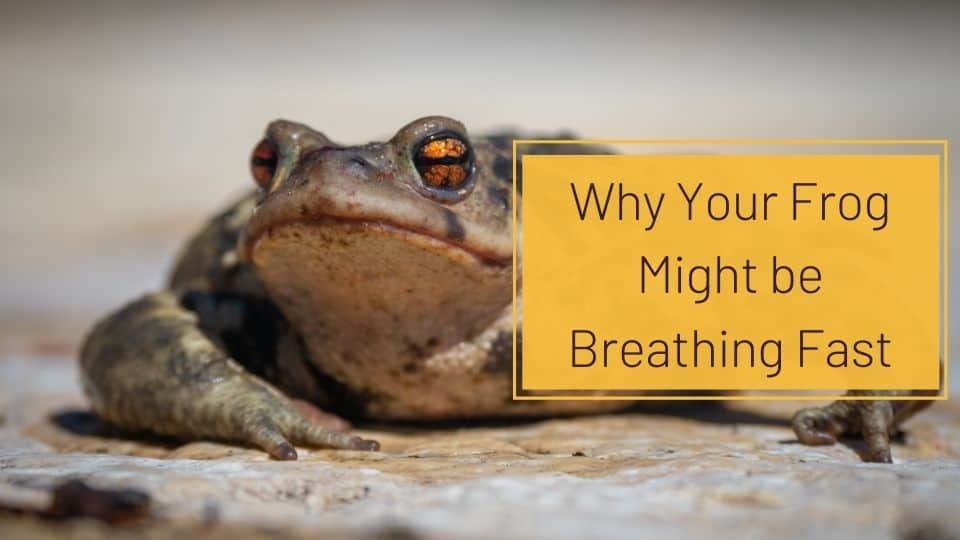 why your frog is breathing fast