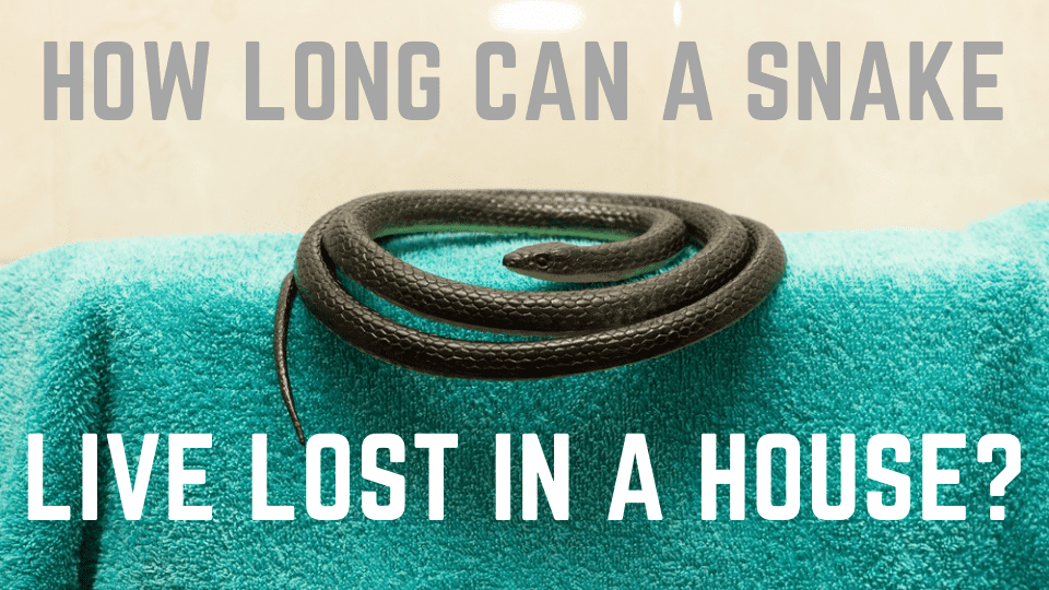 how long can a snake survive in a house