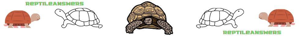 Are Tortoises Attached to Their Shells? Can They Survive Without One ...