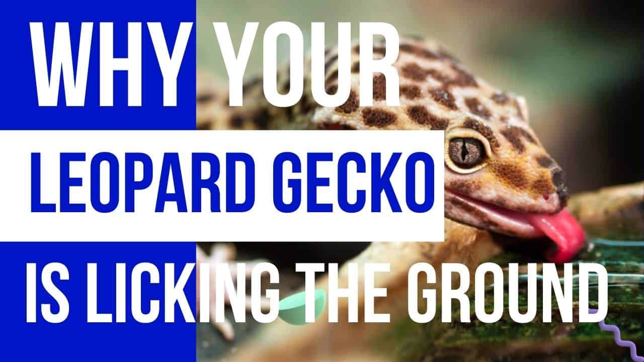 why your leopard gecko is licking the ground