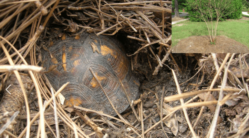 Why Do Tortoises Hibernate? A Hibernation Care Guide Reptile Answers