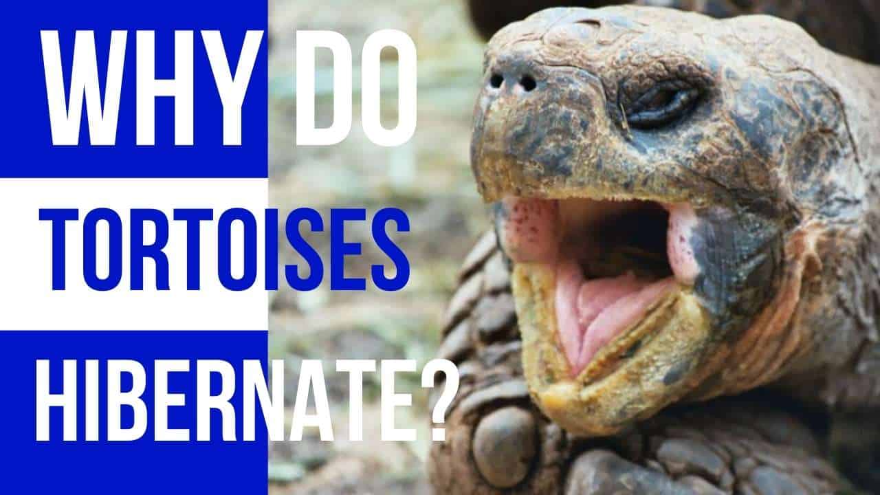 why do tortoises hibernate