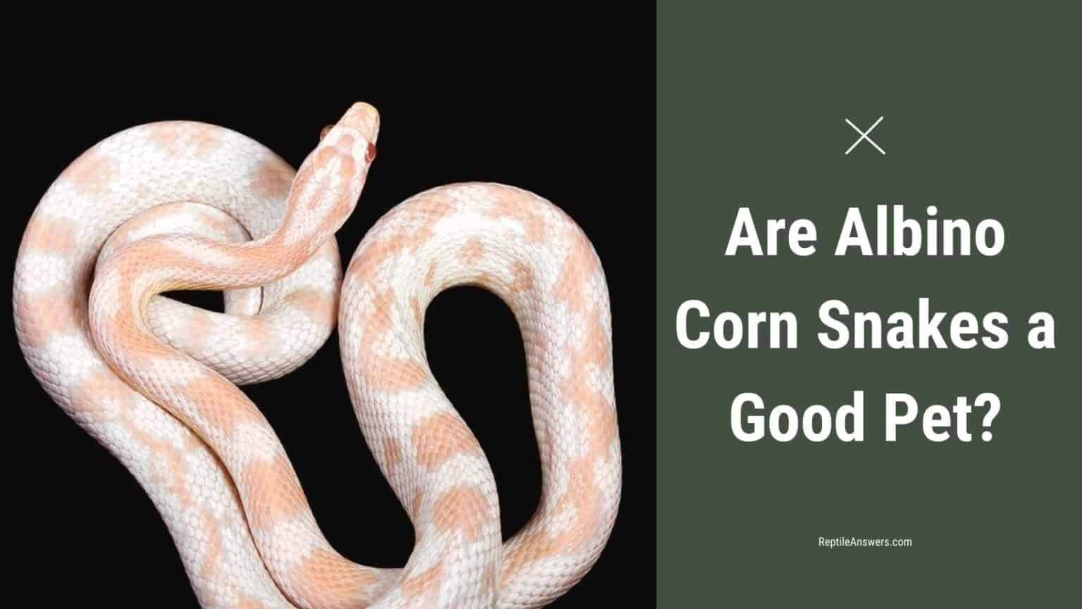 Are Albino Corn Snakes A Good Pet? Here’s What You Need To Know 