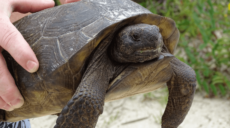 What Do Gopher Tortoises Eat? Florida Tortoise Diet - Reptile Answers