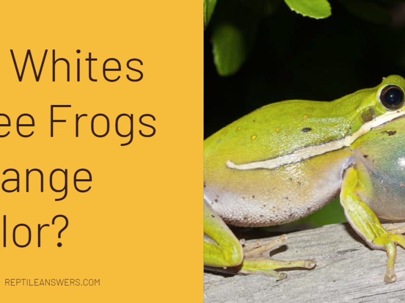 whites tree frogs change colors